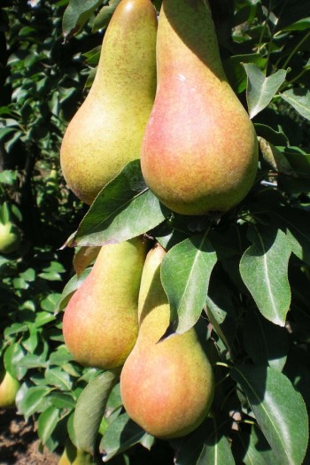 Груша звичайна ‘Аббат Фетель’|Pyrus communis ‘Abbé Fétel’|Груша обыкновенная ‘Аббат Фетель’